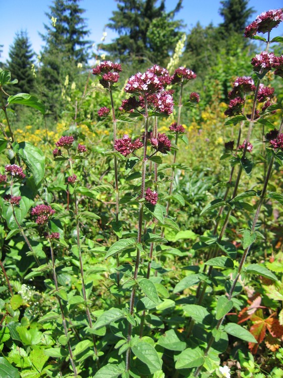 Origanum vulgare